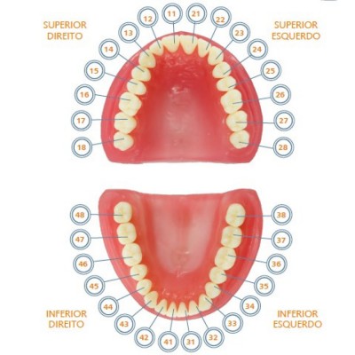 Pronew Student Tooth...