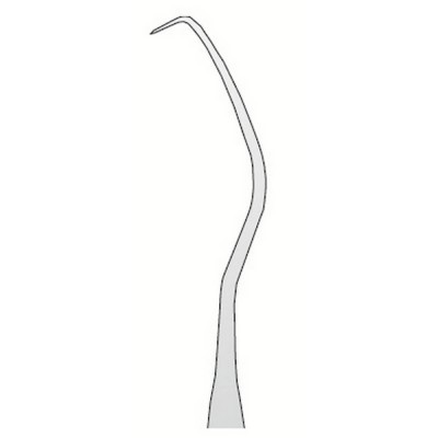 Explorer Anatomic N.17